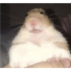 Hamsters 17
