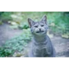 Cat 15