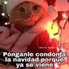 Gatitos Navidad 7