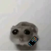 hamster triste tiktok 5
