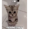 Shitpost Gatuno 🤑 11