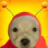 MEMES XD 12