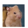 Hamsters 19
