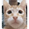 Shitpost Gatuno 🤑 12