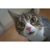 Cat 24