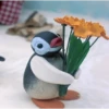 pingüino penguin 😎 20