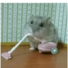 Hamsters 21