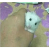 Hamsters 22