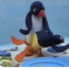 pingüino penguin 😎 22