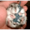 Hamsters 23