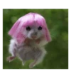 Hamsters 24
