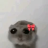 hamster triste tiktok 6