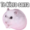 Te kiero sorra