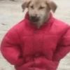 Perritos que tienen frío❄️✨ 11