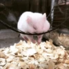 Hamsters 25