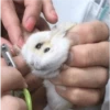 Hamsters 26