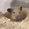 Hamsters 27