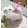 Hamsters 28