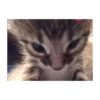 Shitpost Gatuno 🤑 13