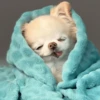 Perritos que tienen frío❄️✨ 12