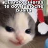 Gatitos Navidad 13