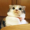 Cat 29