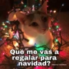 Gatitos Navidad 14