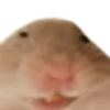 Memes Hamsters 18