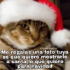 Gatitos Navidad 15