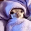 Perritos que tienen frío❄️✨ 15
