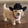 Mami, soy tu vaquero 🤠 15
