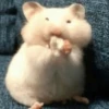 Hamsters 29