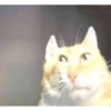 Shitpost Gatuno 🤑 16