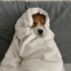 Perritos que tienen frío❄️✨ 17