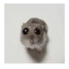 Hamsters 30