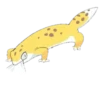 Smile Gekko 6