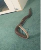 Snake Doodles 5