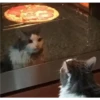 GATITOS 10