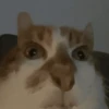 MICHIS 🥰🐱 5
