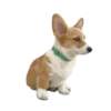 Animals Reactions 5