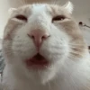 MICHIS 🥰🐱 6