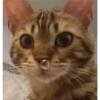GATITOS 13