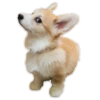 Animals Reactions 6