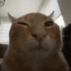 MICHIS 🥰🐱 8