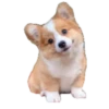 Animals Reactions 7