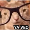 GATITOS 15