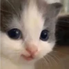 Sabes que te falta? Estos 😸 11