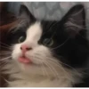 GATITOS 16