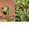 Snake Doodles 8