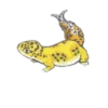 Smile Gekko 14